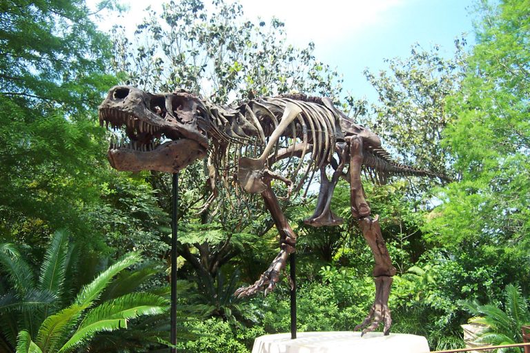 Tyrannosaurus Rex Skeleton