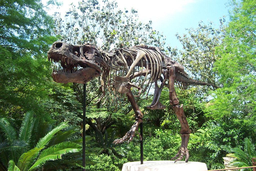 Tyrannosaurus Rex Skeleton