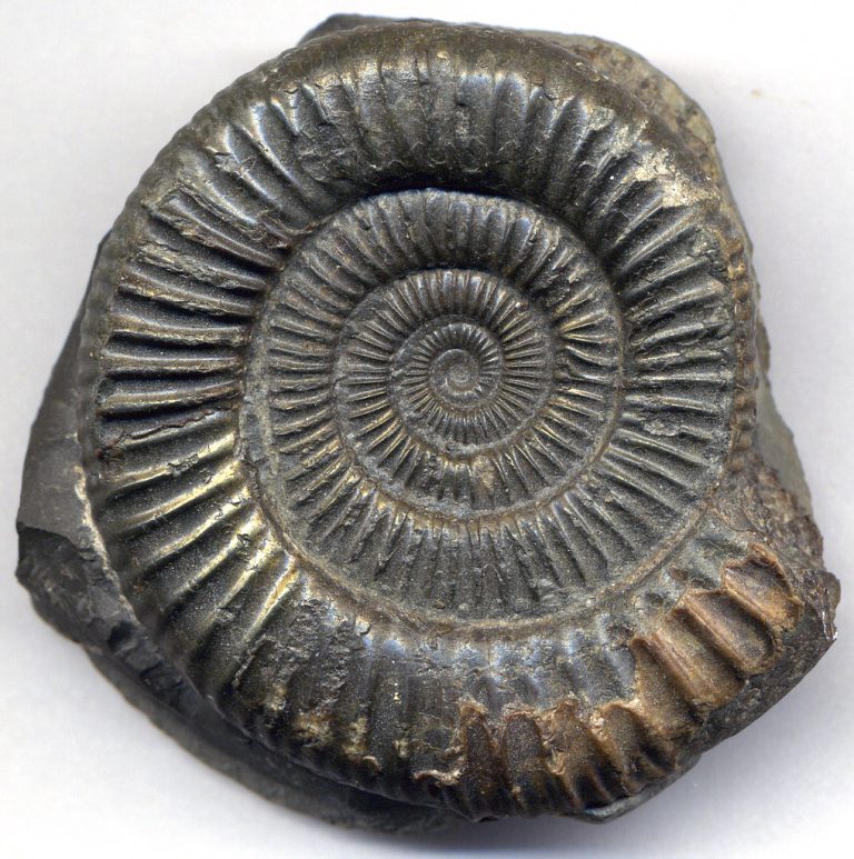 Dactylioceras commune fossil ammonite (Whitby Formation, Lower Jurassic; Yorkshire coast, England)