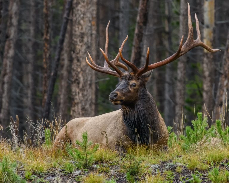 Moose in Colorado: Native or Newcomer? The Debate Settled!