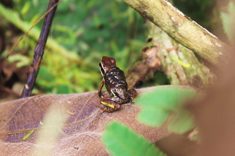 Tarapoto Poison Frog (Ameerega altamazonica)