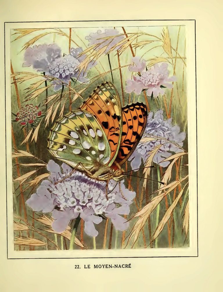 High brown fritillary butterfly, Le Moyen-nacré, on scabiosa flowers (1934)