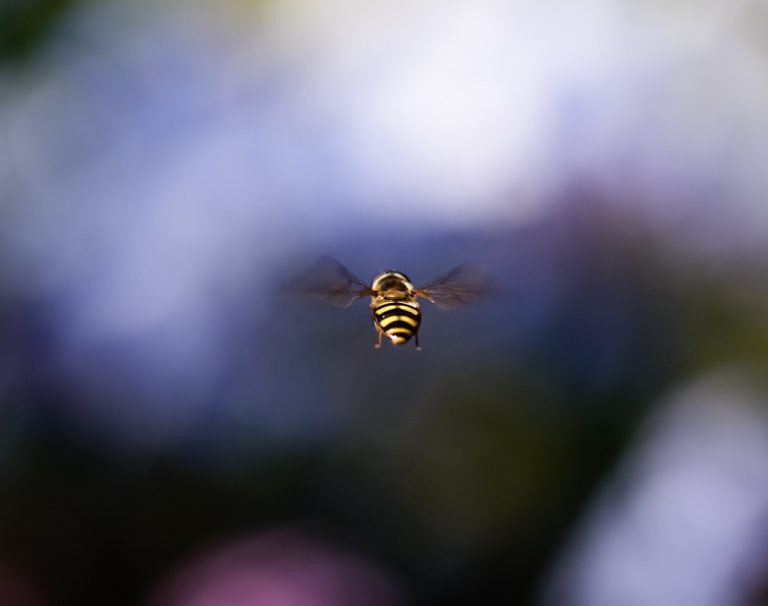 Bumblebees Show Taste Reactions Hinting at Inner Lives