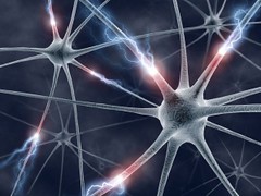 brain-neurons