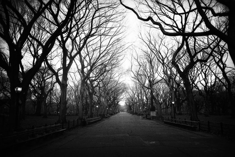 Central Park Autumn