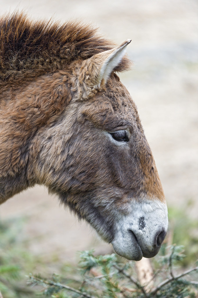 Profile of a Przewalski horse