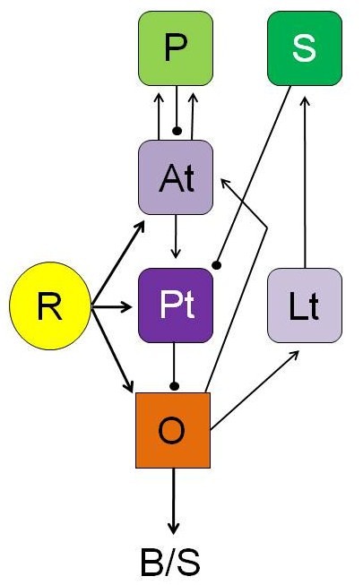 Toad-Neural Network
